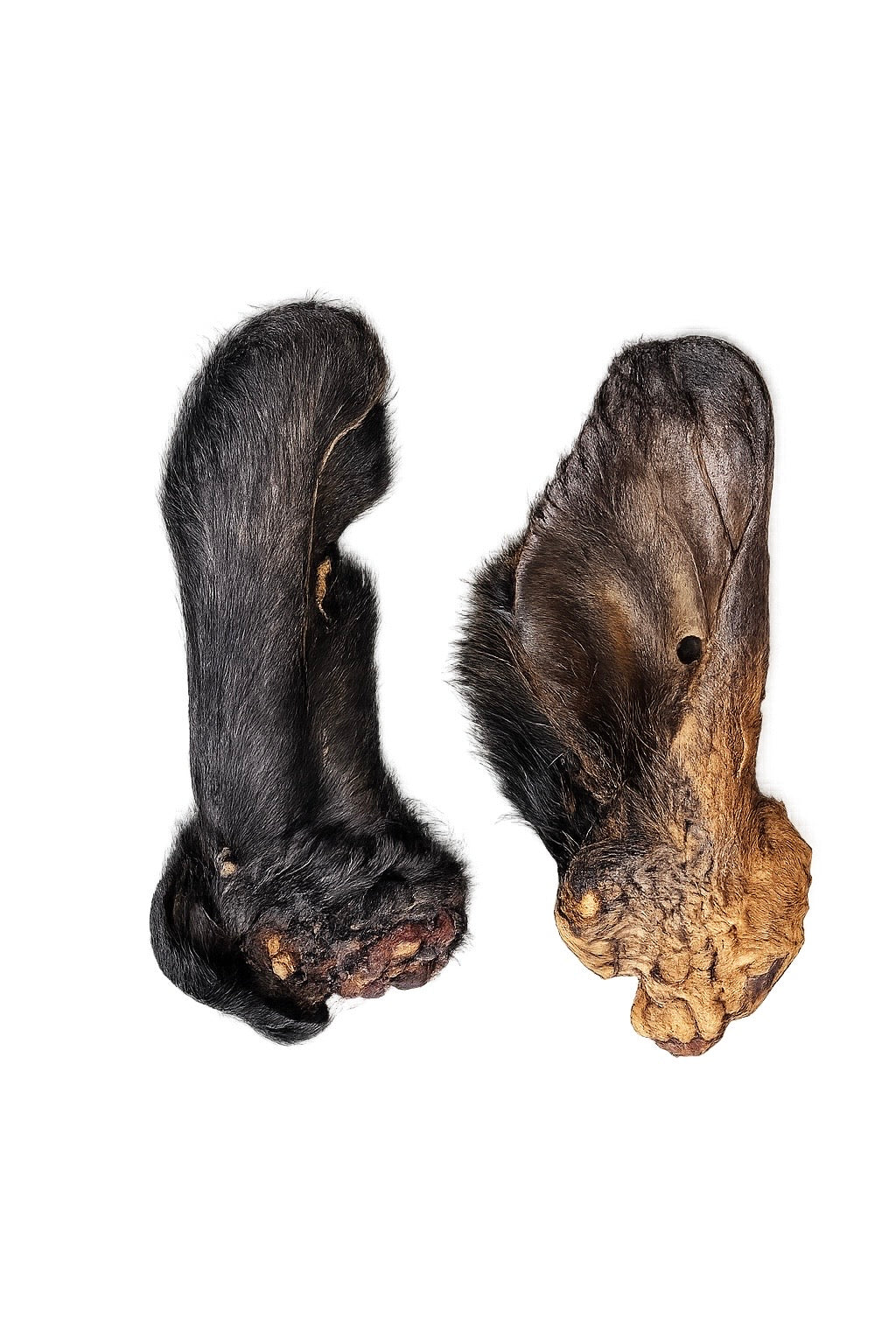 100% Natural Beef Ear with Fur — 1 pcs